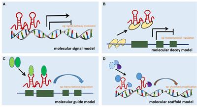 Long Non-coding RNA: An Emerging Contributor and Potential Therapeutic Target in Renal Fibrosis